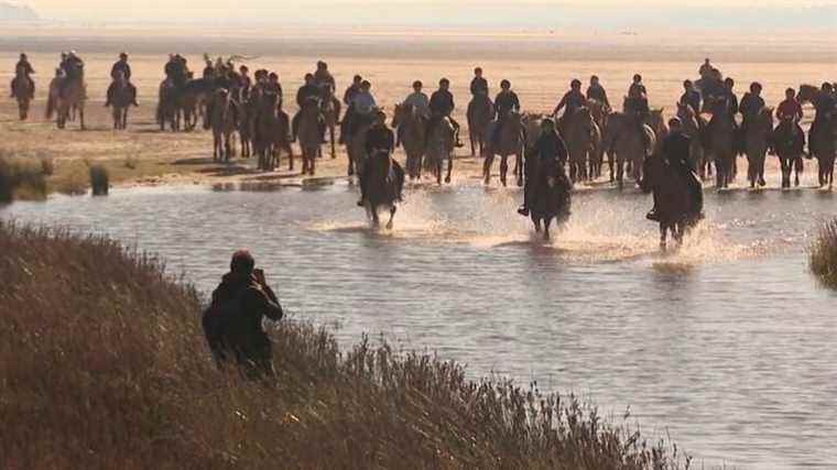 the dreamlike transhumance of the Henson horses, between sky and sea