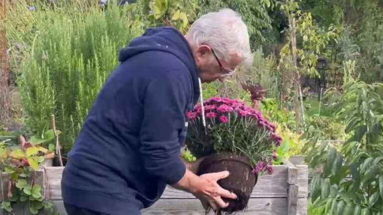 the pompom chrysanthemum to give color to the fall