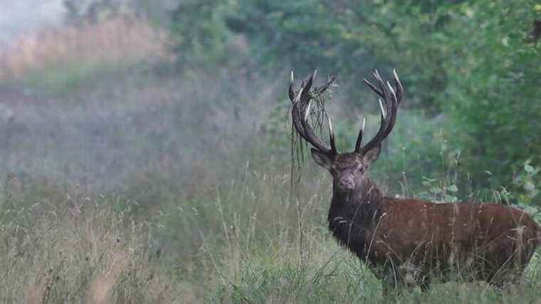 two large deer killed by hunters