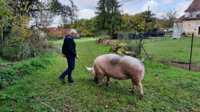 we met the last truffle farmer in Dordogne and Nini his sow