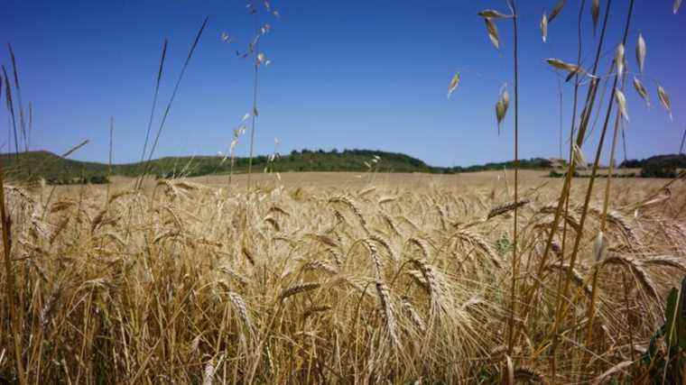 why the EU plan to green agricultural production bristles the main federation of the sector