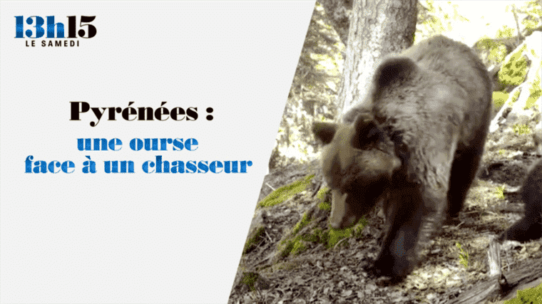 “1:15 pm on Saturday”.  Pyrenees: a bear facing a hunter – France 2 – November 27, 2021