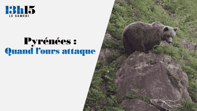 “1:15 p.m. on Saturday”.  Pyrenees: when the bear attacks – France 2 – November 27, 2021