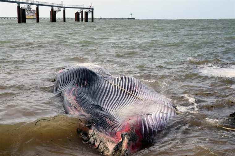 A 19-meter whale runs aground in Calais