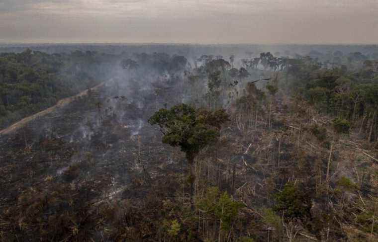 A 22% increase in deforestation in the Amazon in one year