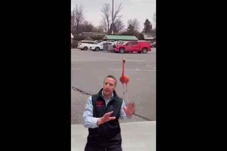 A flamingo escapes from the Granby zoo