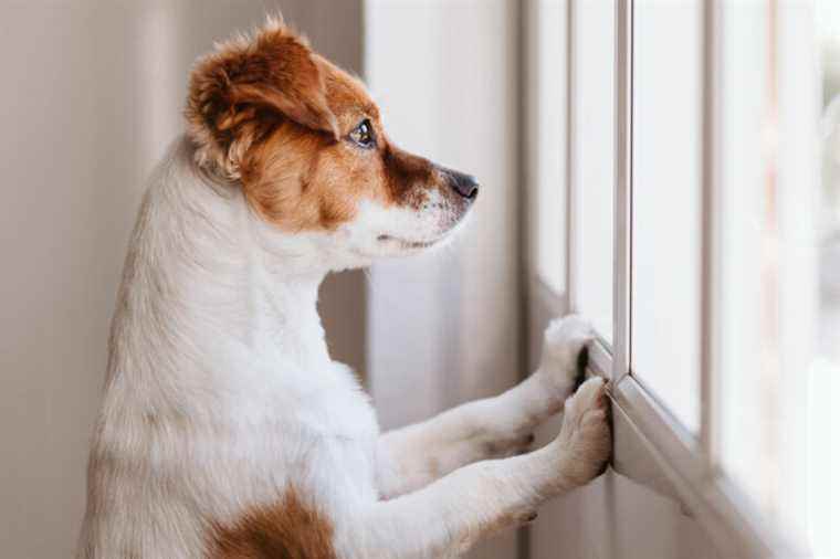 A phone to alleviate dog loneliness