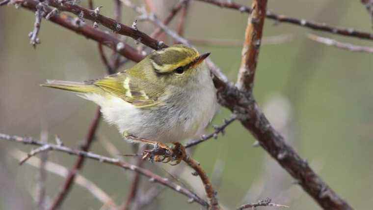 A tiny Siberian bird lost in Mont-Saint-Michel bay