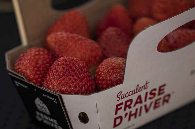 Agriculture |  Quebec strawberries all year round