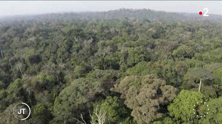 Amazon deforestation hits record high