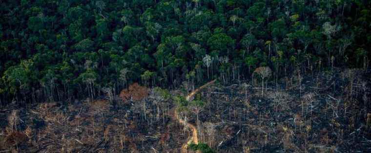 Amazonia, an almost lost paradise