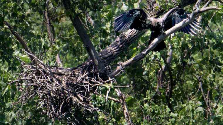 An eagle found dead in the Cévennes National Park