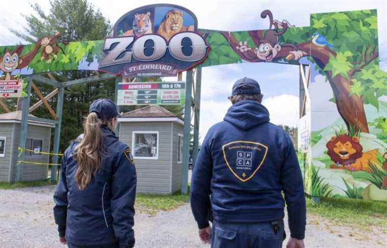 Animal welfare: the former owner of the Saint-Édouard zoo pays $ 7,000 in fines