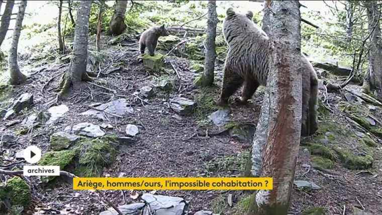 Ariège: the hunter bitten by a bear out of danger