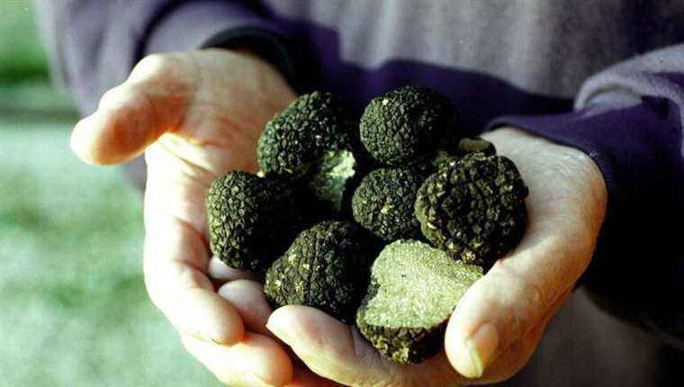 Autumn truffle from Champagne Ardenne