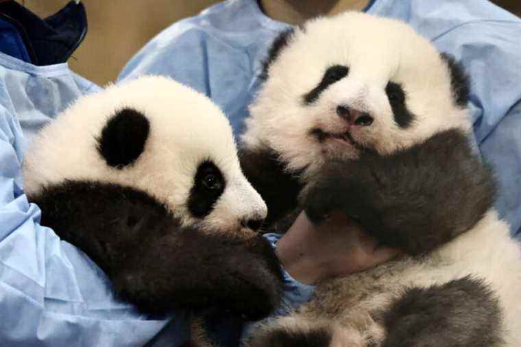 Beauval Zoo |  The baby pandas named Yuandudu and Huanlili