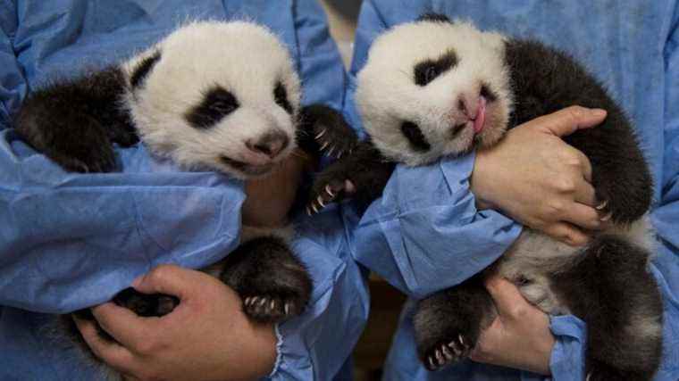 Beauval’s baby pandas were named Yuandudu and Huanlili