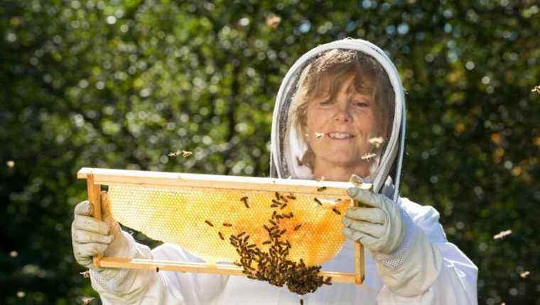 Become a beekeeper or simply love bees by Eveline Bouillon