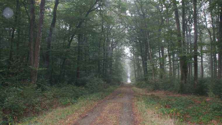 Bellebranche forest in Saint-Brice