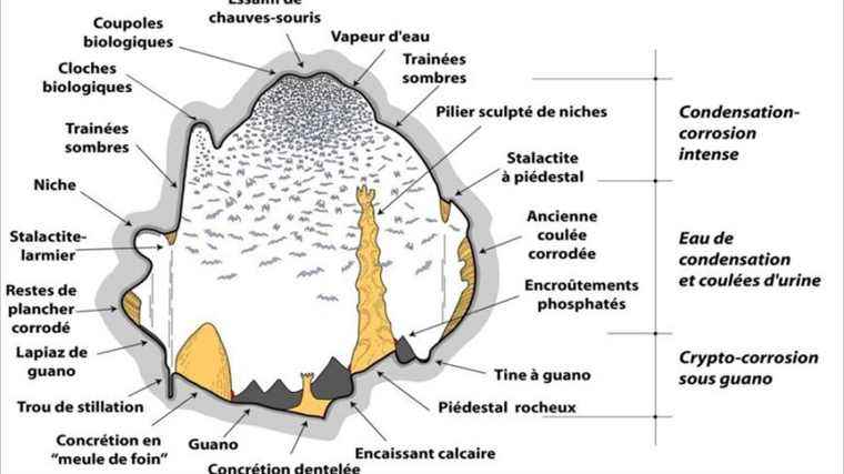 Biocorrosion of bats in caves