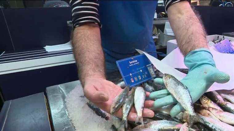 Biodiversity: sardines have lost nearly 25% of their size in the Mediterranean