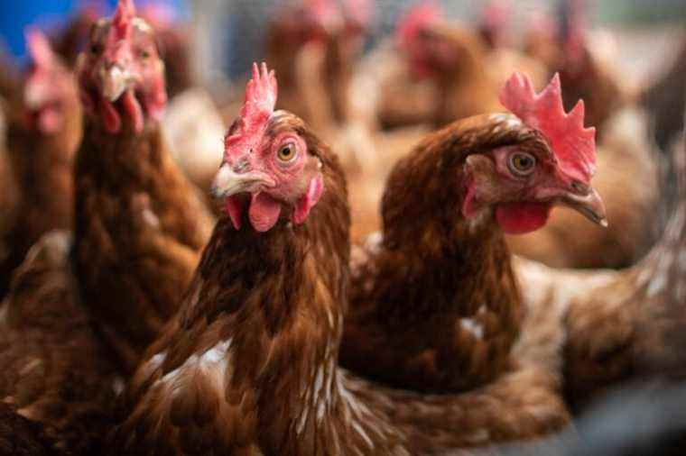 Bird flu is spreading in several parts of the world