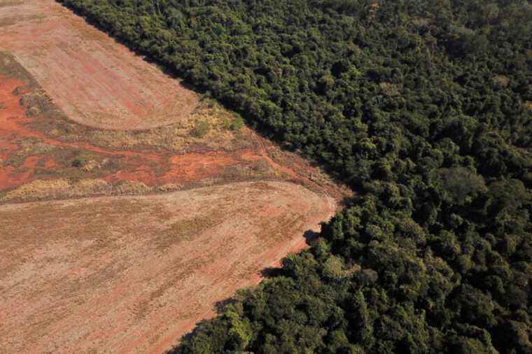 Brazil |  22% increase in deforestation in the Amazon in one year