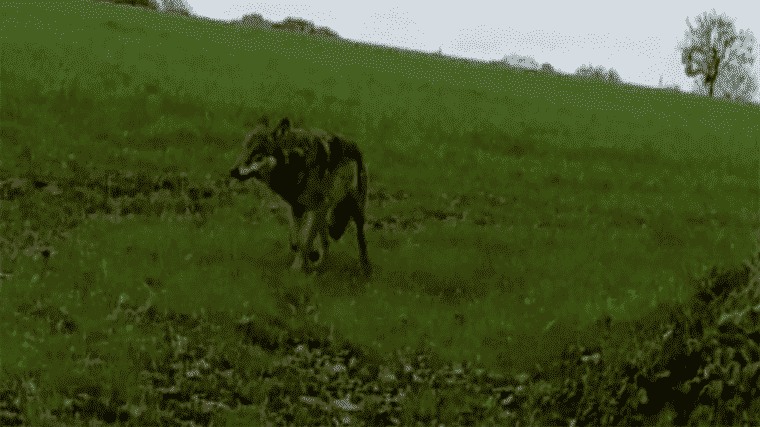 Calvados: a wolf seen?