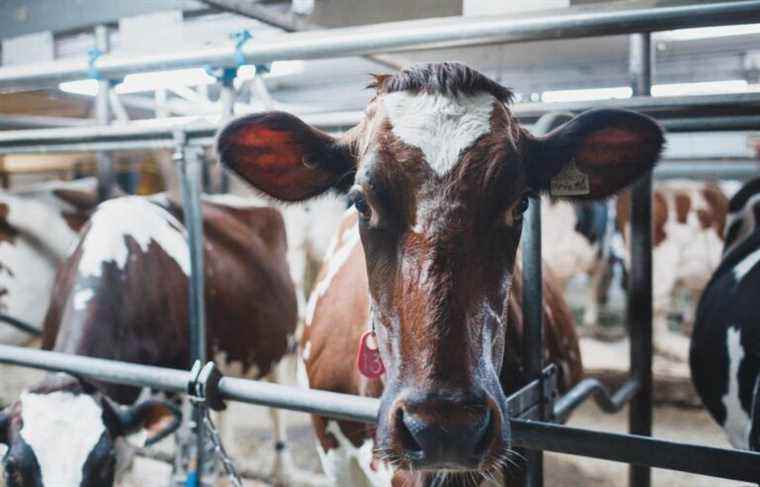 Canadian Dairy Commission recommends higher dairy prices