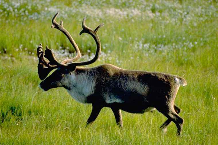 Replica: woodland caribou |  Let’s not let a false ambiguity hover