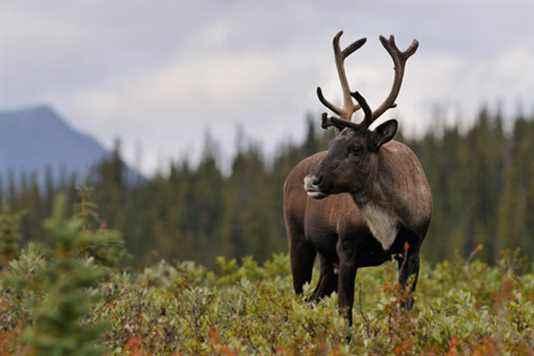 Caribou recovery plan postponed to 2023