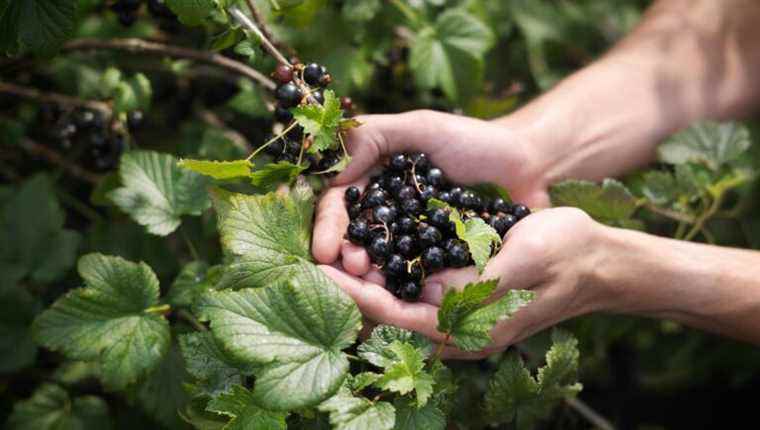 Cassissimum, where blackcurrant is the king of berries