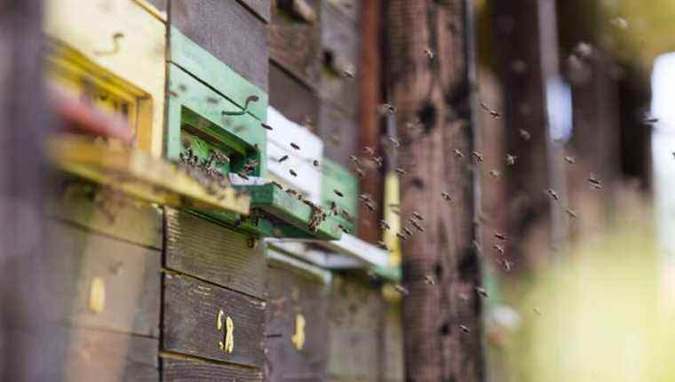 Christian Wollenschlager, beekeeper in Seltz