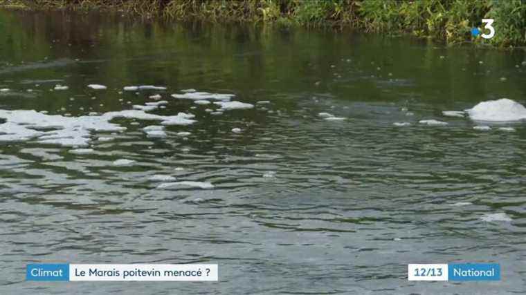 Climate: in France, the Poitevin marshes threatened by 2100