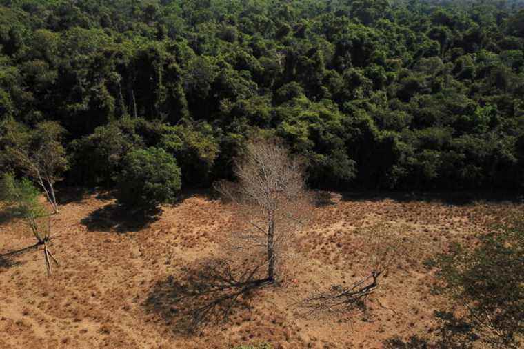 Colombia |  FARC dissidents accused of being responsible for deforestation in the Amazon