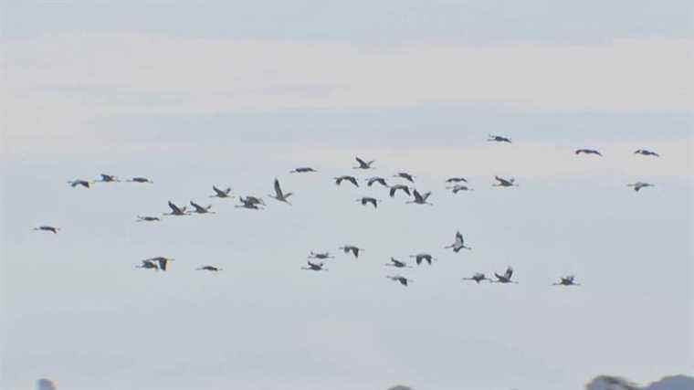 Common cranes venture north of Germany