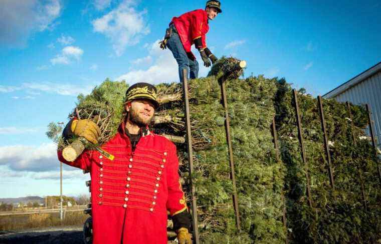 Consumption: shortage of Christmas trees in Quebec announced