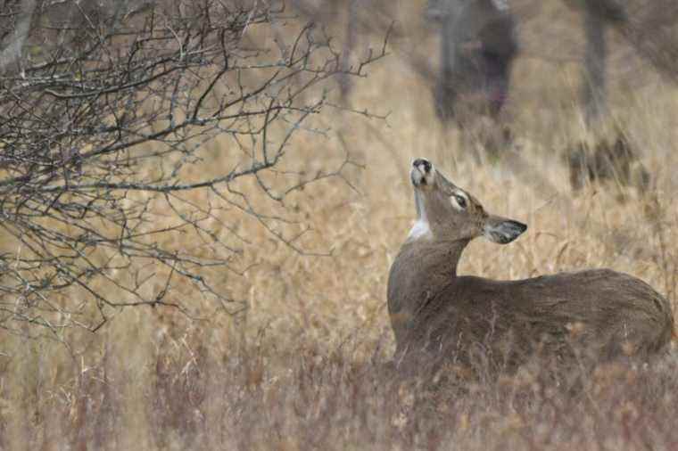 Coronavirus hits deer populations