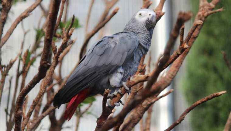 Dare to say it!  parrots are sometimes very rude