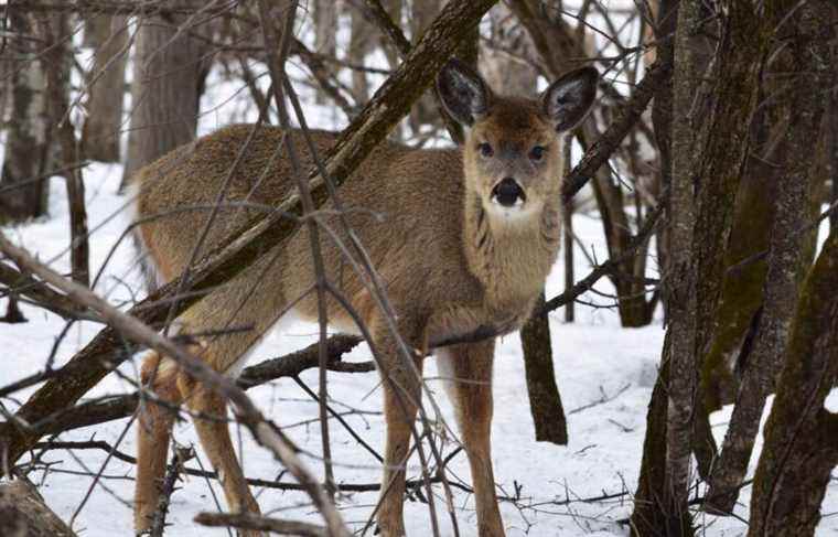 Deer from Michel-Chartrand Park in Longueuil will be slaughtered