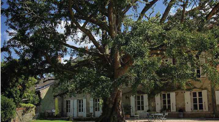 Discover the venerable trees of our regions with the work of Jean-Claude Nouard