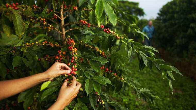 Finnish researchers develop revolutionary technique for growing coffee in test tubes