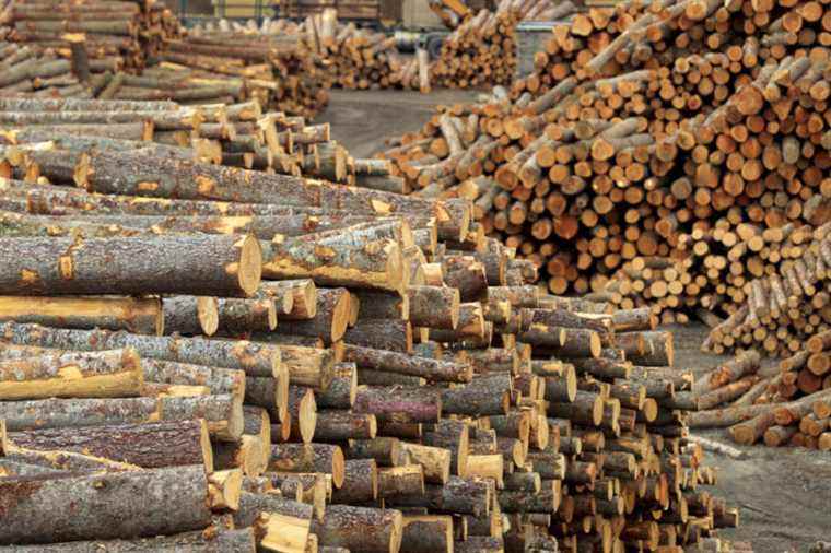 Forest industry |  Quebec will increase the volume of wood harvested