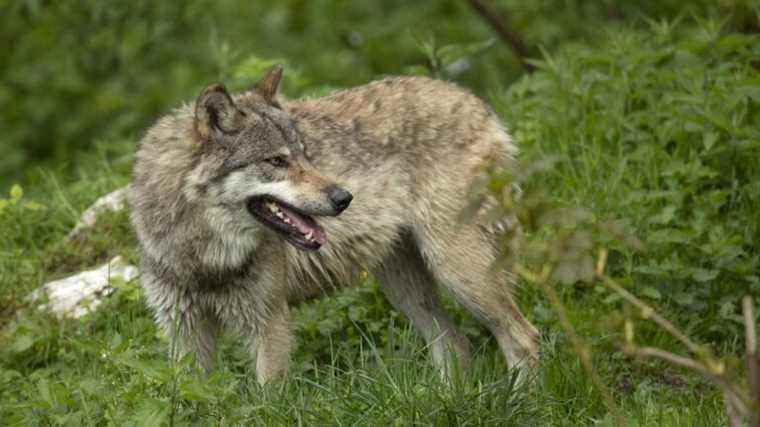 Gray wolves sighted in Yvelines and Indre-et-Loire, a first for several decades