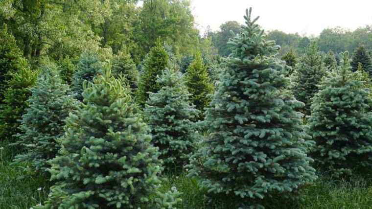 How to choose your Christmas tree with our gardener, Etienne Wirth