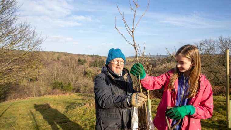 How to plant bare rooted trees