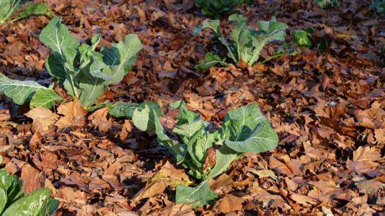 How to properly mulch your garden