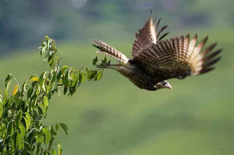 In Colombia, birds and coffee for peace