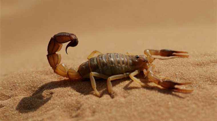 In Egypt, torrential rains trigger scorpion attacks