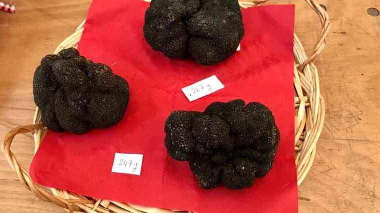 In Périgord, a third controlled truffle market opens in Montignac